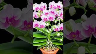 Magic water bottle makes hundreds of orchids bloom at the same time [upl. by Eveivaneg]