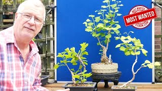 Why this Bonsai is a MUST for your Collection Ginkgo Biloba [upl. by Veradi]