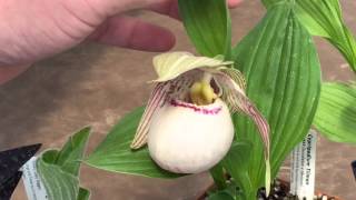 CYPRIPEDIUM ORCHID WATERING CARE BLOOMS AND BUDS AND MORE [upl. by Pomeroy644]