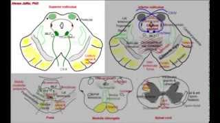 Midbrain simplified sections of internal structure [upl. by Enicar]