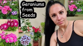 What we know about geraniums Geraniums from seeds [upl. by Iblehs]