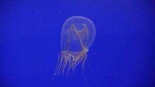 Bell Penicillate Jellyfish Красноглазая медуза 1486sp [upl. by Adnawt]