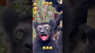 Try Not to laugh viralvideo funny trolls face youtubeshorts shorts [upl. by Yrrak]