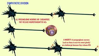 cholinergic vs adrenergic neurons in the ANS [upl. by Norby]