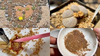 How to Collect Lithops Seeds l 리톱스 씨앗 채종 방법 [upl. by Alf]