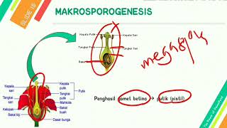 GAMETOGENESIS PADA TUMBUHAN MIKROSPOROGENESIS amp MEGASPOROGENESIS [upl. by Otrevlig]