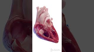 💓 Inside the Human Heart A CrossSection View 💓 [upl. by Eentruoc]