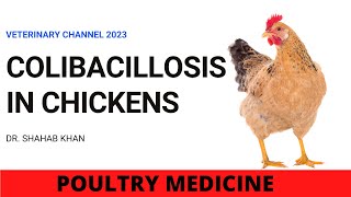 THE CAUSES TREATMENT AND PREVENTION OF COLIBACILLOSIS IN CHICKENS [upl. by Rasaec]