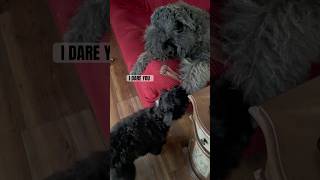 I DARE YOUWarning Bark bouvierdesflandres shorts puppy doglover funny bouvier bossdog [upl. by Nauhs]