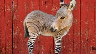 THE ZONKEY  HYBRID ANIMALS [upl. by Aralc]