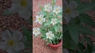 White melastoma plant kerala garden ideas youtubeshorts trendingshorts  shorts viral [upl. by Einehpets]