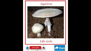 Agaricus Life Cycle [upl. by Kristel]