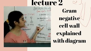 Gram negative cell wall with diagram [upl. by Aimat]