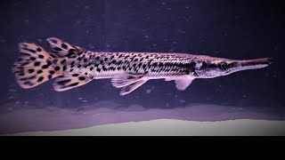 WATCH this BEFORE you BUY A ALLIGATOR GAR  17 in 6 MONTHS [upl. by Keele987]