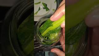 how to make  Burong Mustasa  Picked Mustard Green [upl. by Theodor]