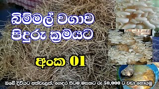 Mushroom cultivation Straw in Sri Lanka part 01  බිම්මල් වගාව මුල සිට පිදුරු [upl. by Dett]