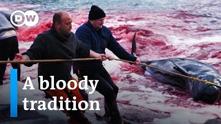 Whale hunting in the Faroe Islands  DW Documentary [upl. by Mail]