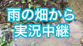 【雨の畑】炎天下より雨の中の農作業の方が快適 [upl. by Stetson195]