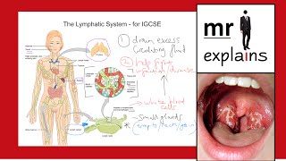 mr i explains The Lymphatic System  for IGCSE [upl. by Teerpnam]