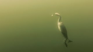 Duikende Fuut vangt visje onderwater drama om te filmen Great crested grebe catching fish [upl. by Bancroft726]