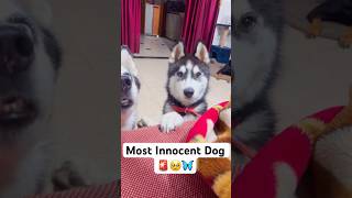 Cutest dog in the world 🚨😭 shorts dog husky trendingsongs [upl. by Janeta]