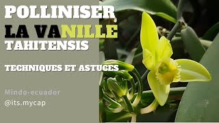 Apprends à polliniser la vanilleTahitensis [upl. by Treb]