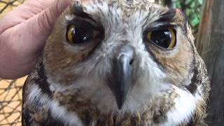 Great Horned Owl  female [upl. by Joeann]