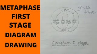 Metaphase 1 Stage  How to Draw Metaphase 1 Stages of Meiosis  What is MetaphaseMetaphase 1 Stage [upl. by Aloz]