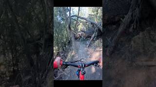 BIG TREE down on BIG TREES lol mtb gopro shorts [upl. by Ayetal]