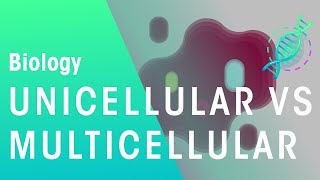 Unicellular vs Multicellular  Cells  Biology  FuseSchool [upl. by Changaris722]