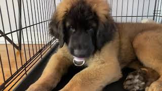 The Biggest Baby  Baby Leonberger [upl. by Christoph500]