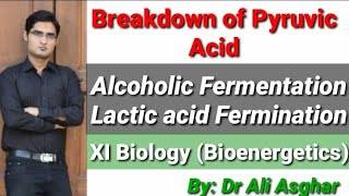 Breakdown of Pyruvic Acid XI Biology Bioenergetics [upl. by Nove]