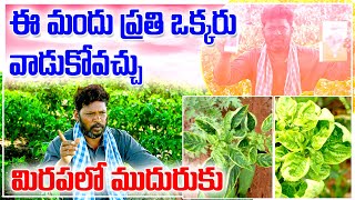 మిరపలో ముదురుకు ఈ మందు ప్రతి ఒక్కరు వాడుకోవచ్చు   శ్రీ మోహన్ అగ్రి మాల్ chilli info pests [upl. by Ayhdnas]