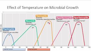 10 Efectos en el Crecimiento Microbiano [upl. by Susej]