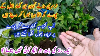 Secret fertilizer for plants growth and maximum flowering  Nursury wale ye khad use krte hein [upl. by Anora]