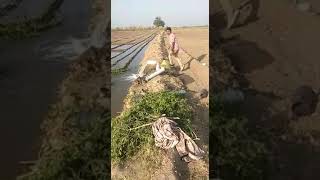 Furrow irrigation method  ધોરીયા પિયત પદ્ધતિ [upl. by Ahcsas196]