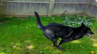 Wolfdog uses zoomies to escape deshedding [upl. by Marston]