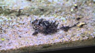 Synodontis multipunctatus Kuckuckswelse [upl. by Aun608]