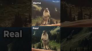 Screaming Beaver  Meme Vs Real animals funny memes [upl. by Adnamma]