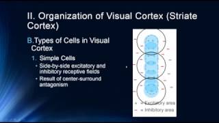 Vision The Visual Cortex [upl. by Gadmann36]