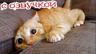 ПРИКОЛЫ С КОТАМИ  С ОЗВУЧКОЙ СМЕШНЫЕ ЖИВОТНЫЕ 2023 СМЕШНЫЕ КОШКИ И СОБАКИ [upl. by Odnalra]