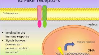 TollLike Receptor  TLRs Signaling Pathways  PicScience [upl. by Ahcire]