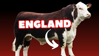 Hereford Cattle Breed From England to the World [upl. by Pinsky810]