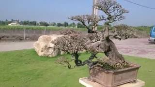 Diospyros ferrea bonsai è±¡ç‰™æ¨¹ NO1 [upl. by Atnima]