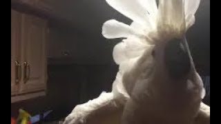 Chief the Cockatoo CUSSES out the owner for leaving room [upl. by Rehsu]