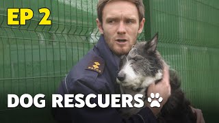 The Dog Rescuers Episode 2  Miracle Mutts  Full Documentary [upl. by Sundin32]