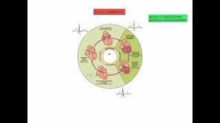 CORSO DI FISIOLOGIA UMANA  LEZIONE 10 DI 81  FISIOLOGIA CARDIOVASCOLARE  PARTE 5 [upl. by Lerad634]