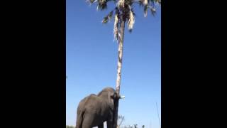 Smart elephant shaking a palm tree for food in Botswana [upl. by Adlaremse504]