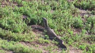 Nile Monitor Lizard swimming across the lake and going ashore [upl. by Axel868]