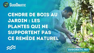 👉 Cendre de bois au jardin  Les plantes qui ne supportent pas ce remède naturel [upl. by Hourigan430]